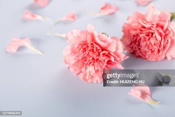 pink carnation - flower arrangement carnation ストックフォトと画像