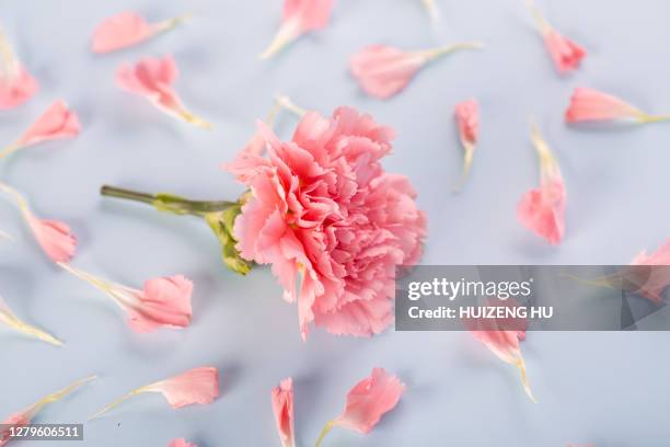 pink carnation - flower arrangement carnation stock pictures, royalty-free photos & images