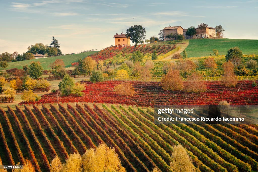 Castelvetro, Modena. Vineyards in autumn
