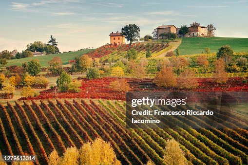 Castelvetro, Modena. Vineyards in autumn Castelvetro, Modena. Vineyards in autumn