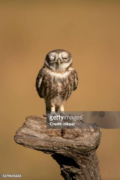 un piccolo gufo su un tronco con gli occhi chiusi con sfondo dorato ,scatto verticale, italia - fauna selvatica foto e immagini stock