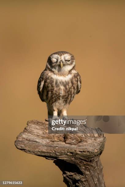 een kleine uil op een boomstam met gesloten ogen met gouden achtergrond, verticaal schot , italië - wild stockfoto's en -beelden