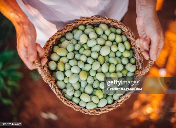 mature woman holding a basket of organic green olives - olive tree farm stock pictures, royalty-free photos & images