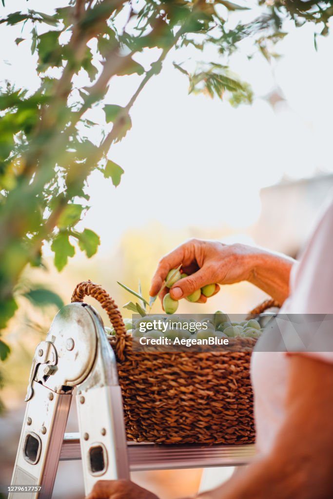 Picking Best Olives for Making Olive Oil