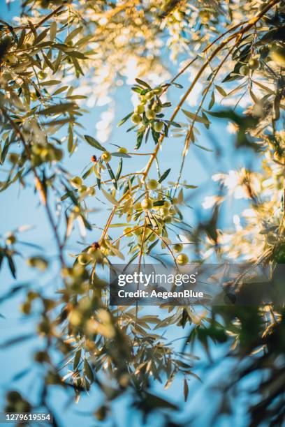 ripe green olives on the branch - olive tree hand stock pictures, royalty-free photos & images