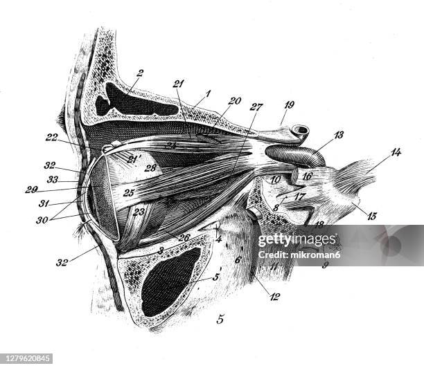 69 Anatomy Of Eye Socket Stock Photos, High-Res Pictures, and Images ...
