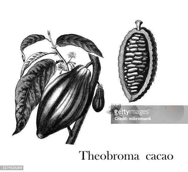 old engraved illustration of the cacao tree, the cocoa tree - cacao beans stock pictures, royalty-free photos & images