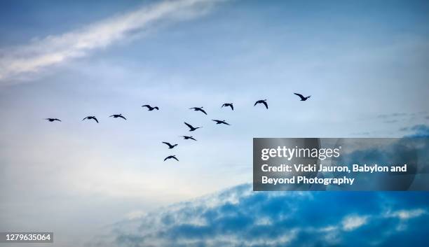 amazing blue morning sky with bird silhouettes in pennsylvania - goose bird stock-fotos und bilder