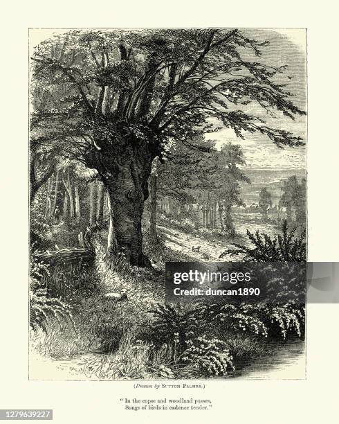 traditionelle englische waldszene, victorian, 19. jahrhundert - eichenwäldchen stock-grafiken, -clipart, -cartoons und -symbole