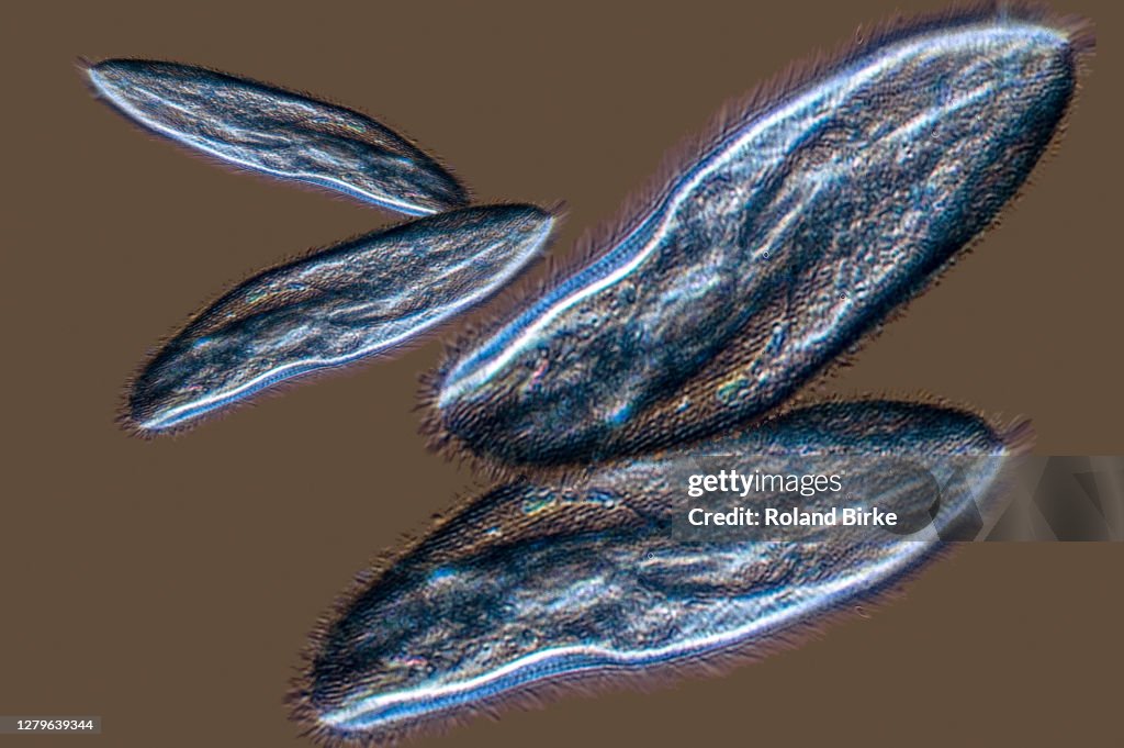 Paramecium caudatum