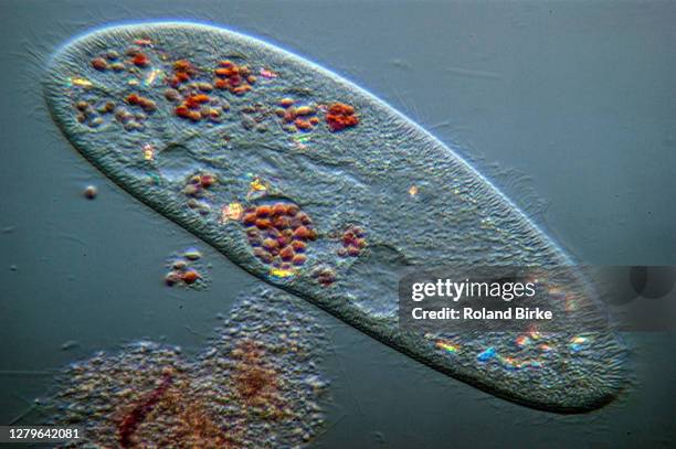 paramecium caudatum - wimperntier stock-fotos und bilder