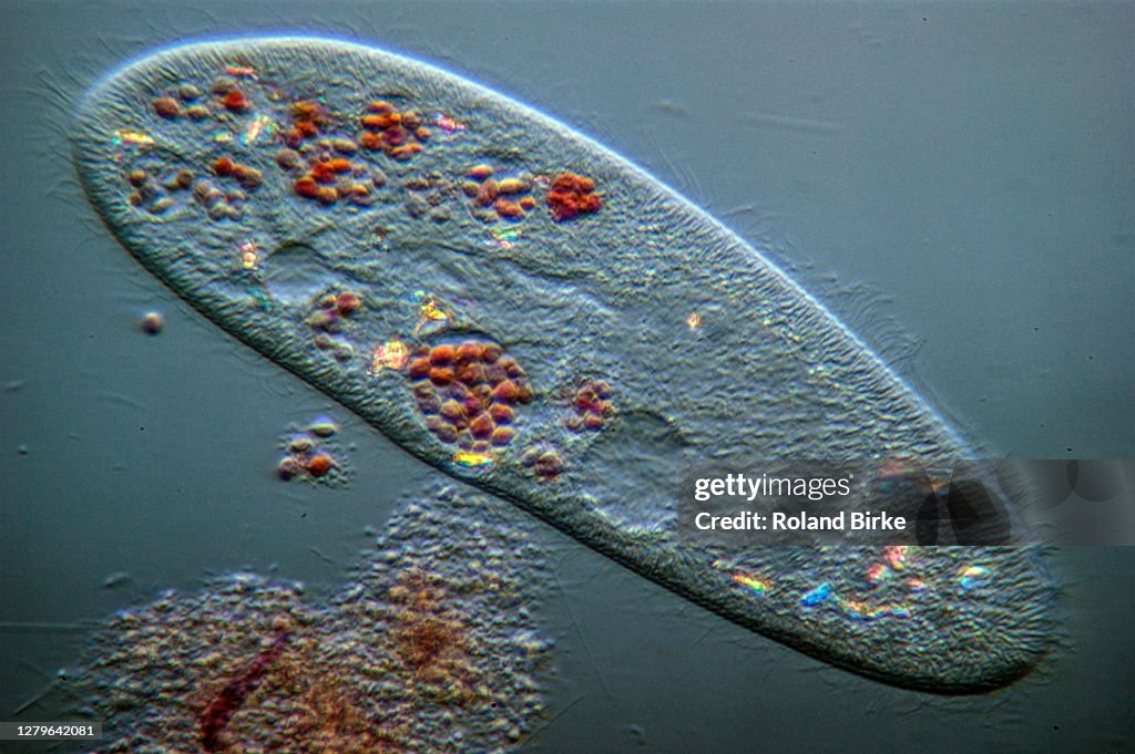 Paramecium caudatum