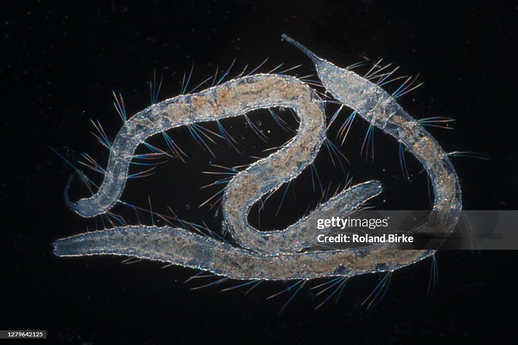 Jointed worms Stylaria