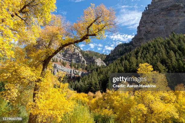 vibrant fall colors in provo canyon utah near upper falls - cottonwood stock pictures, royalty-free photos & images