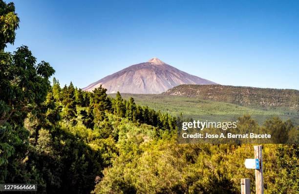 teide mountain, tree forests surrounding teide volcano in tenerife, canary islands. - tenerife stock-fotos und bilder