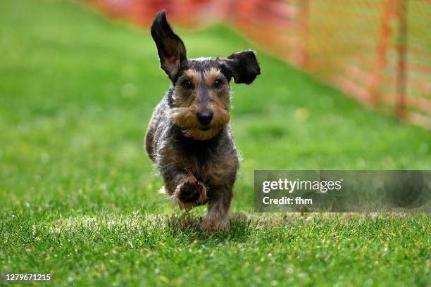 running dachshund - tax bildbanksfoton och bilder