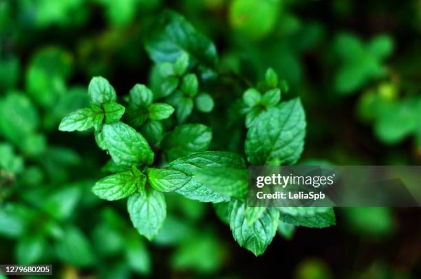 bright peppermint, close-up photo - peppermint green stock pictures, royalty-free photos & images