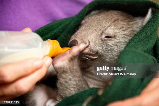 baby wombat - wombat fotografías e imágenes de stock