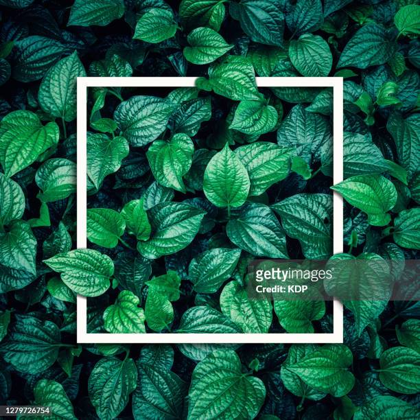 green leaves pattern background with texting frame, natural lush foliages of leaf texture backgrounds. - tropical garden stockfoto's en -beelden