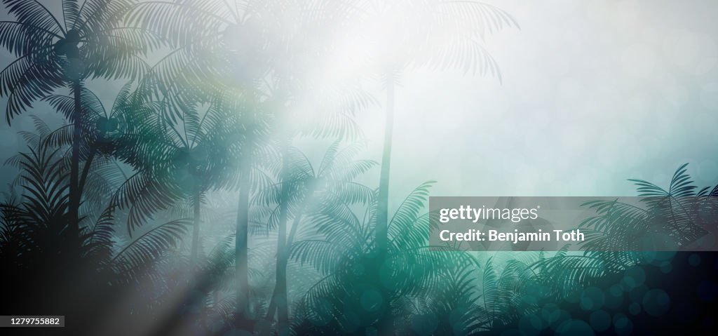 Evening in tropical rainforest jungle background