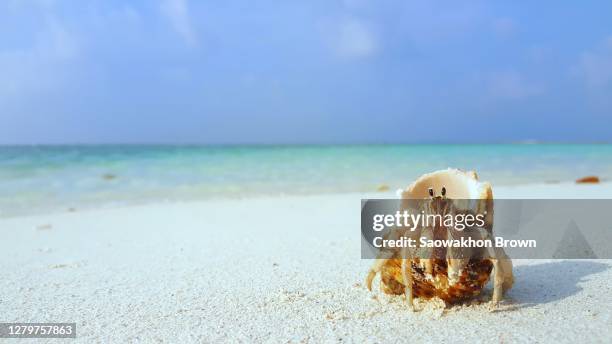 hermit crab showing out from the shell on white sandy beach - hermit crab bildbanksfoton och bilder