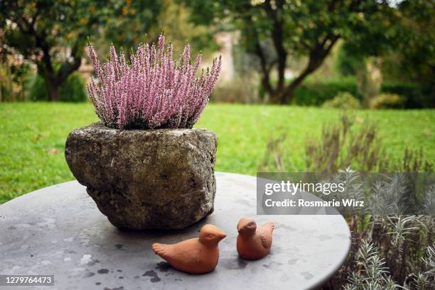 pink heather on round garden able - heather stock-fotos und bilder