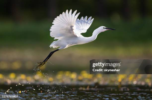 little egret flying above the pond. - heron stock pictures, royalty-free photos & images