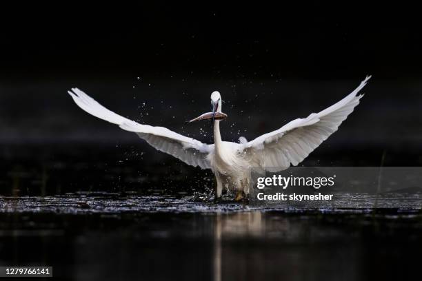 little egret caught a fish in a pond. - little egret (egretta garzetta) stock pictures, royalty-free photos & images