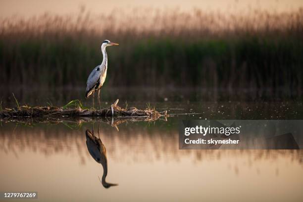 gray heron in wilderness at a lake. - ave aquática imagens e fotografias de stock
