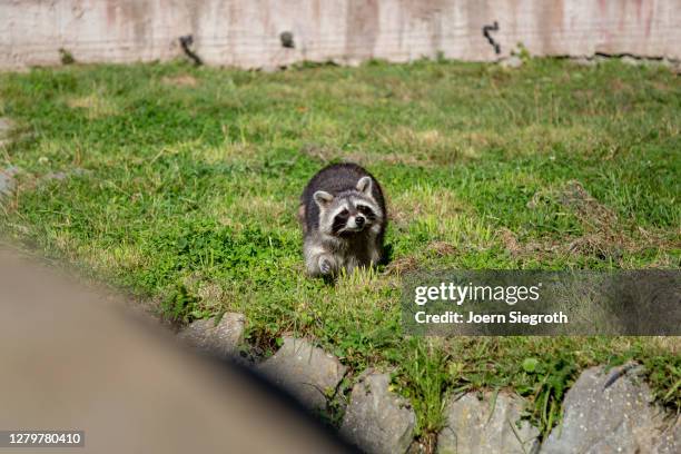 tiere aus dem wisentgehege - tierkörper stockfoto's en -beelden