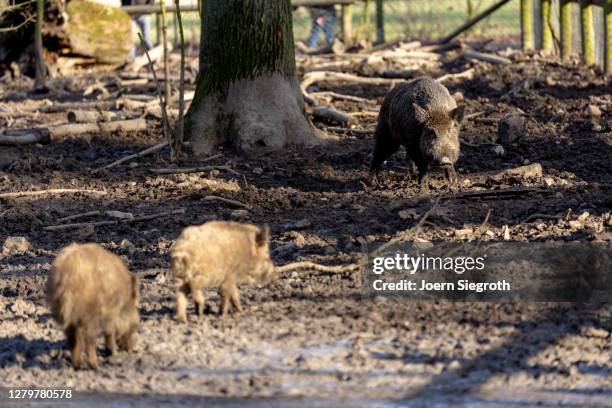 tiere aus dem wisentgehege - tierkörper - fotografias e filmes do acervo