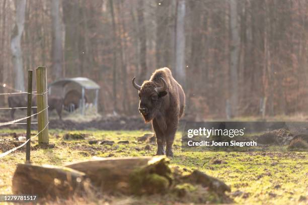 tiere aus dem wisentgehege - tierkörper - fotografias e filmes do acervo