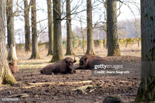 tiere aus dem wisentgehege - tierkörper stockfoto's en -beelden