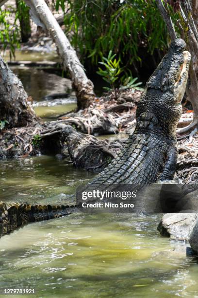crocodile crawling out of the water in the daintree river - crocodile stock pictures, royalty-free photos & images