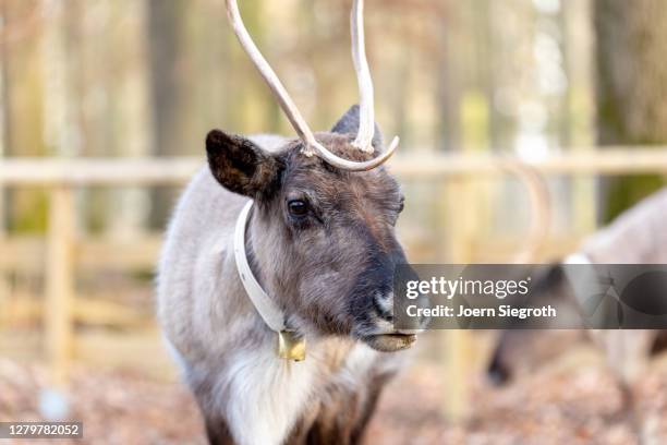 tiere aus dem wisentgehege - tierkörper stockfoto's en -beelden