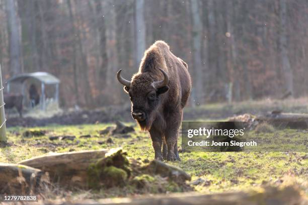 tiere aus dem wisentgehege - tierkörper stockfoto's en -beelden