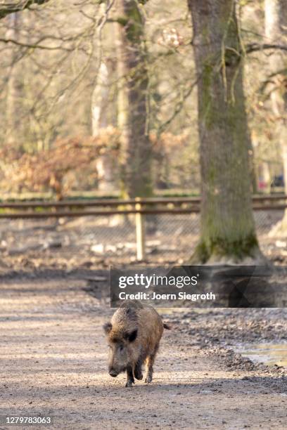 tiere aus dem wisentgehege - tierkörper - fotografias e filmes do acervo