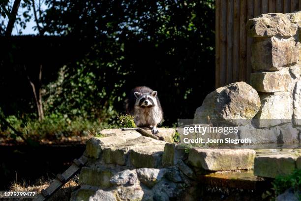 tiere aus dem wisentgehege - tierkörper - fotografias e filmes do acervo