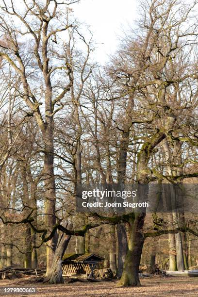 waldeindrücke - weitwinkelaufnahme stock pictures, royalty-free photos & images