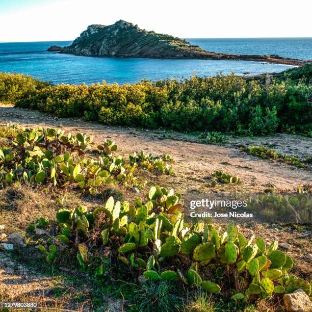 saint tropez, life size - ramatuelle stock pictures, royalty-free photos & images