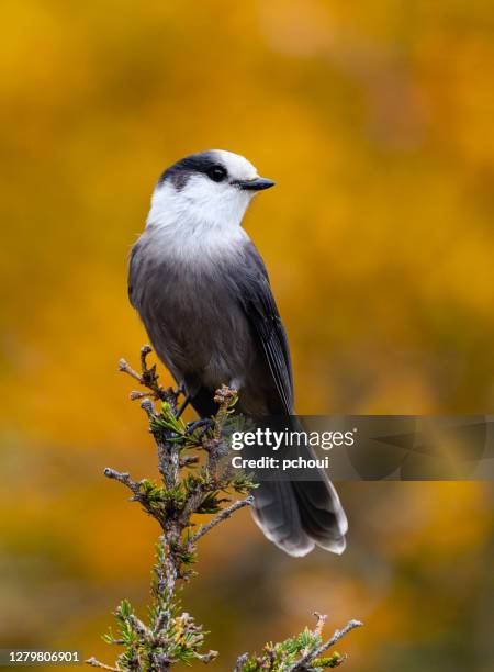 gray jay - gaspe peninsula stock pictures, royalty-free photos & images