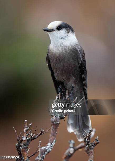 gray jay - jays stock-fotos und bilder