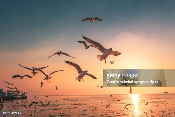 scenic view of seagulls flying above sea against sky during sunset - seagull stock pictures, royalty-free photos & images