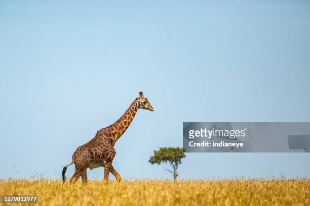 giraffa avvistata nel safari al masai mara, kenya - south africa foto e immagini stock