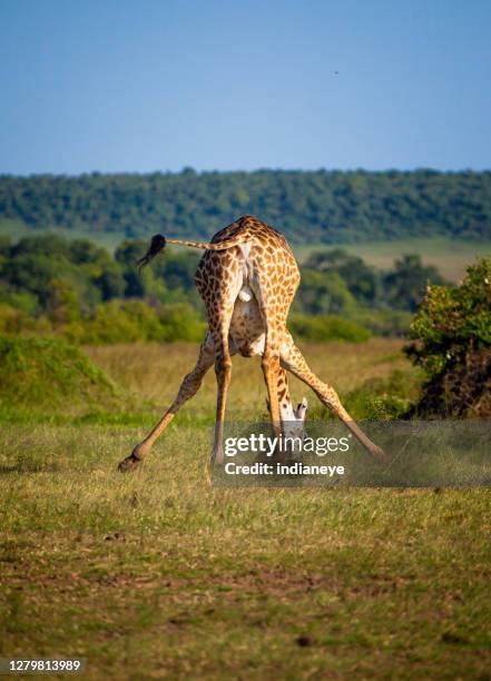 Animal Rear End Photos and Premium High Res Pictures - Getty Images