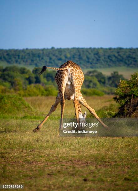 giraff från baksidan medan dricksvatten - rear end bildbanksfoton och bilder