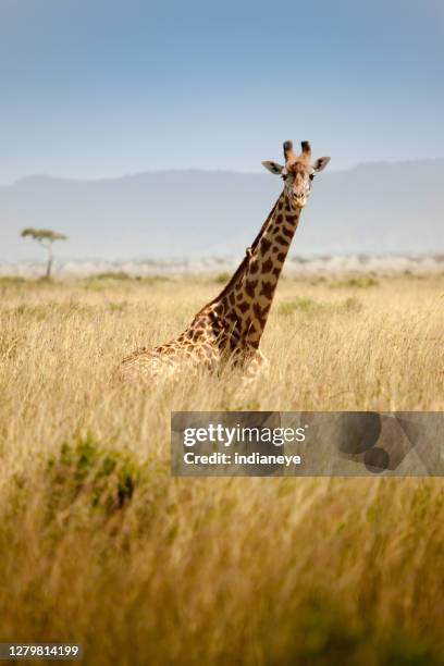 girafe regardant l’appareil-photo - african animals photos et images de collection