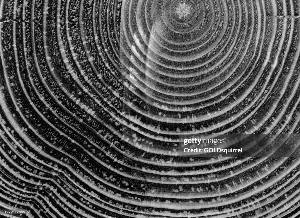 Wooden beam cut across - wood grains shown in close-up - original vector illustration with natural trails - raw uneven rough dirty monochromatic centrally arranged lines
