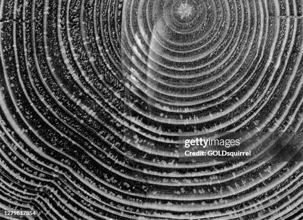 wooden beam cut across - wood grains shown in close-up - original vector illustration with natural trails - raw uneven rough dirty monochromatic centrally arranged lines - plant cell stock illustrations