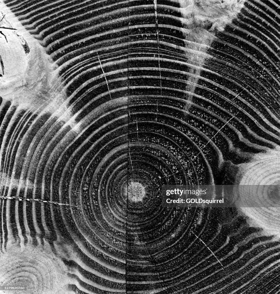 Wood grain with visible knots - wooden beam cut across - monochromatic vector illustration with lines and gradients and dirty - central arrangement of uneven thick and thin lines - abstract background pattern with textured 3D effect